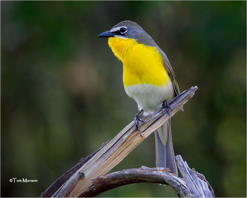  Yellow -breasted Chat 