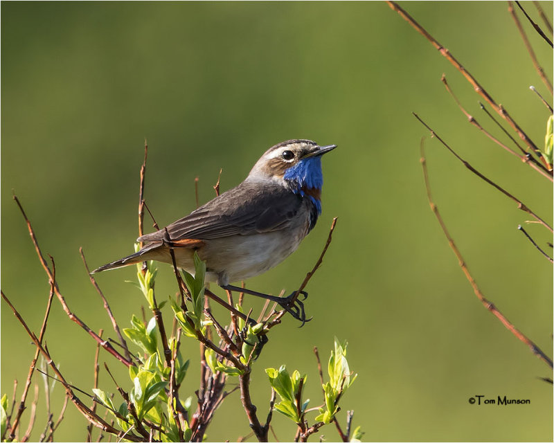  Bluethroat 