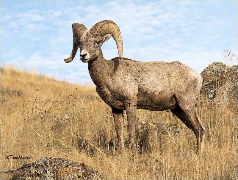 Bighorn Sheep