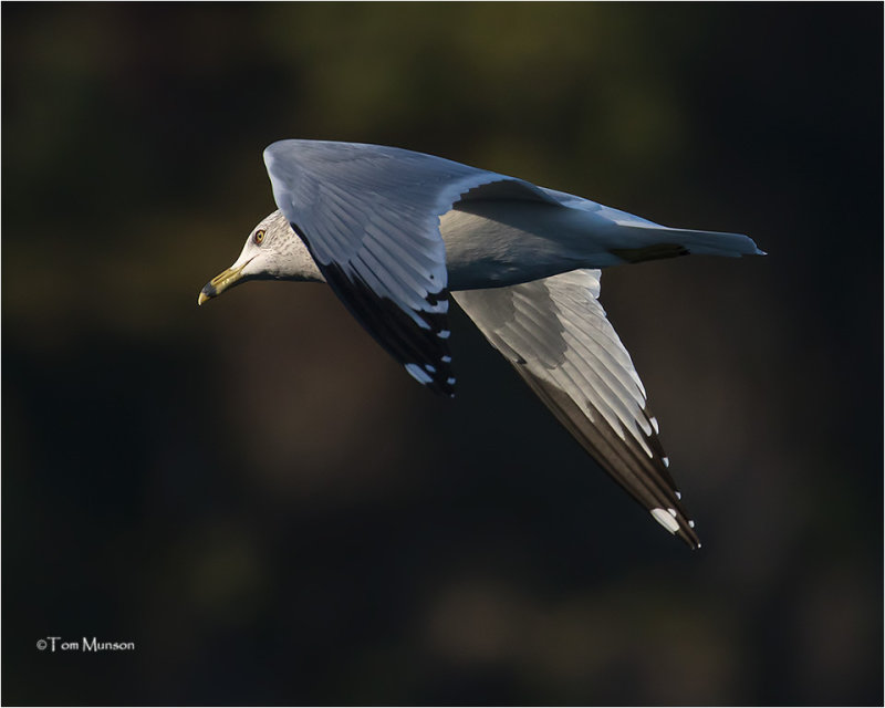  Ring-billed Gull 