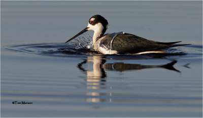  Black-necked Stilt 