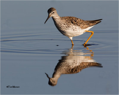  Lesser Yellowlegs 