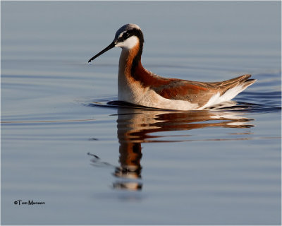 Wilsons Phalarope (female)