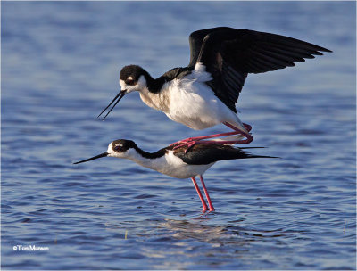 Black-necked Stilt's