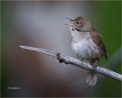  House Wren 