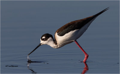  Black-necked Stilt 