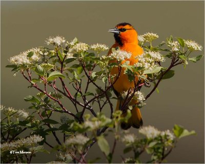  Bullocks Oriole 