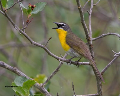 Yellow-breasted Chat