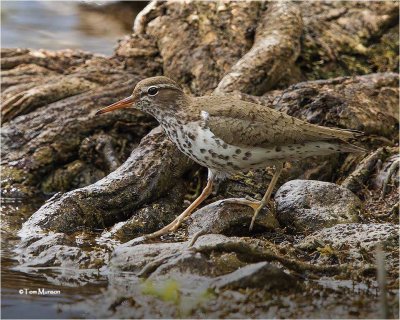   Spotted Sandpiper 