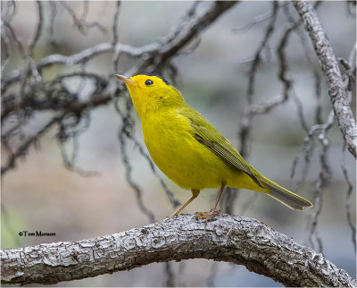 Wilsons Warbler