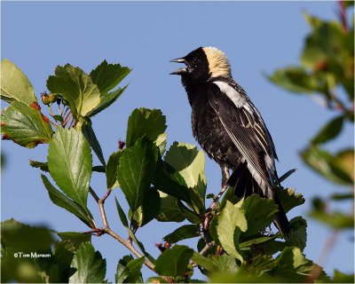 Bobolink
