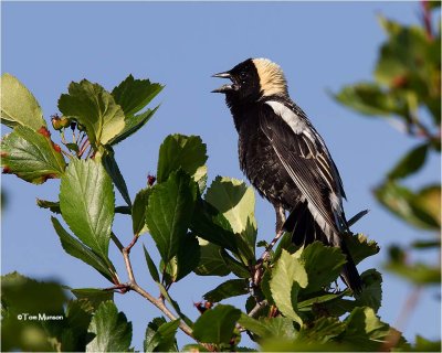  Bobolink 