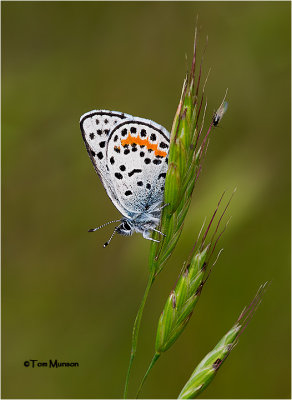 Square-spotted Blue