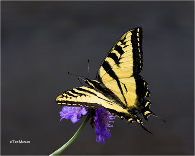  Western Tiger Swallowtail 