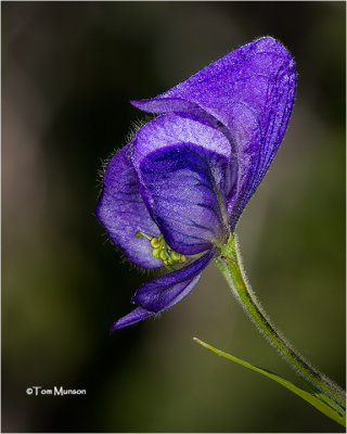 Monkshood