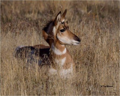 Pronghorn Antelope (juvenile)