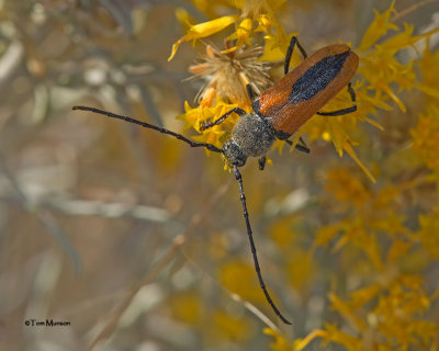 Long-horned Beetle