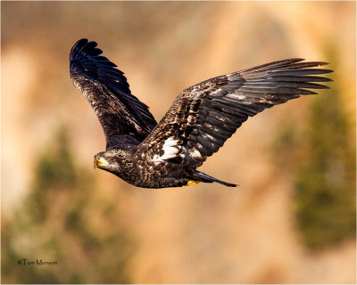 Bald Eagle (juvenile)