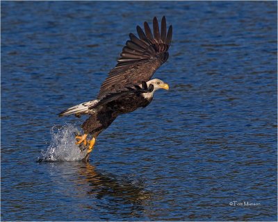  Bald Eagle 