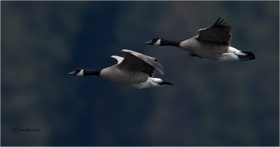  Canada Geese