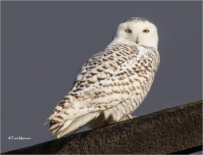 Snowy Owl   (first of the winter)