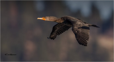  Double-crested Cormorant 