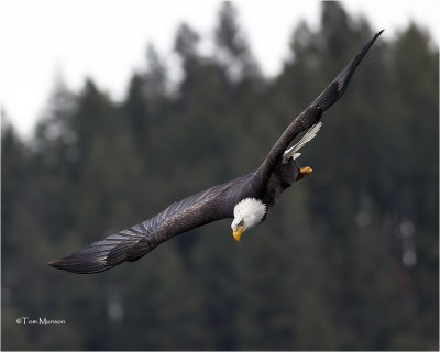 Bald Eagle