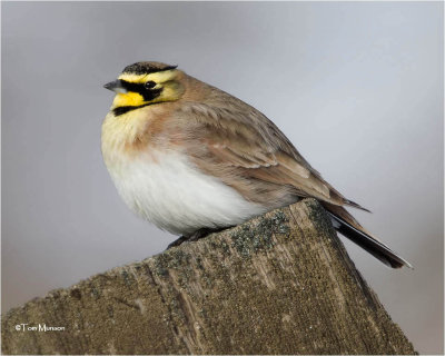 Horned Lark