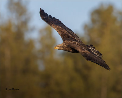 Bald Eagle