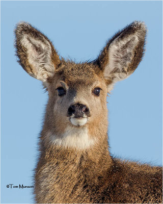 Mule Deer (yearling)