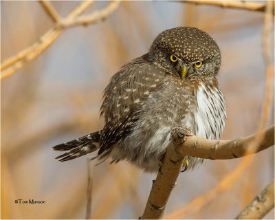  Pygmy Owl