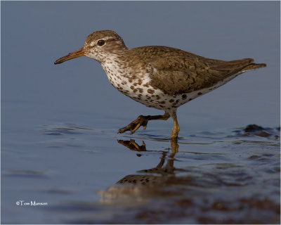  Spotted Sandpiper