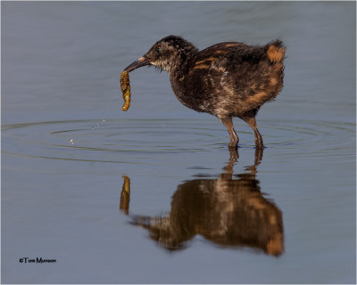Virginia Rail (juvenile)