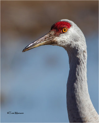 Sandhill Crane