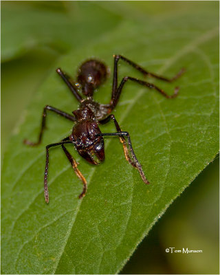  Bullet Ant  (The most painfull sting of any critter)
