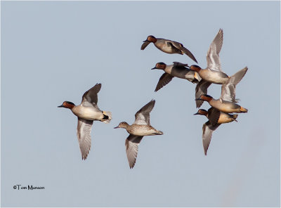 Green-winged Teal (courtship Flight)