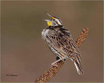 Western Meadowlark