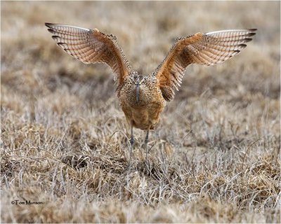 Long-billed Curlew