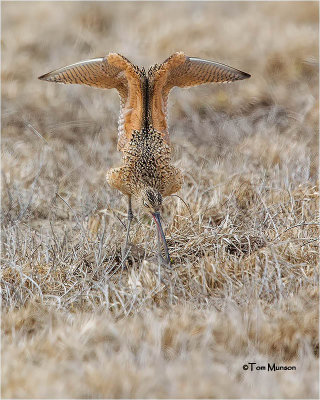 Long-billed Curlew