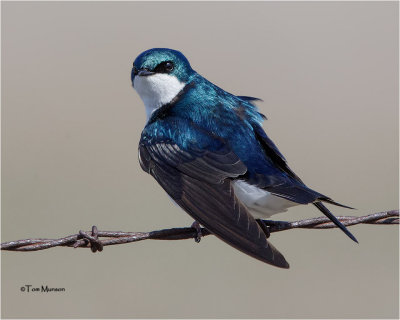 Tree Swallow