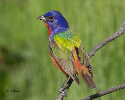  Painted Bunting 