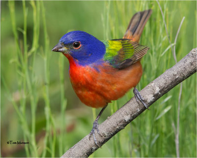 Painted Bunting