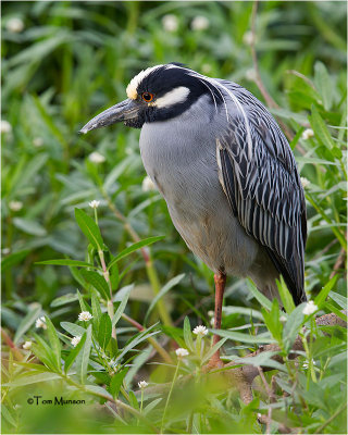 Yellow-crowned Night Heron