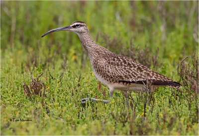 Whimbrel