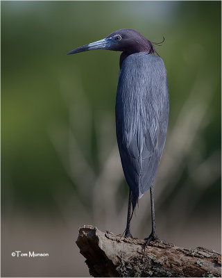  Little-blue Heron 