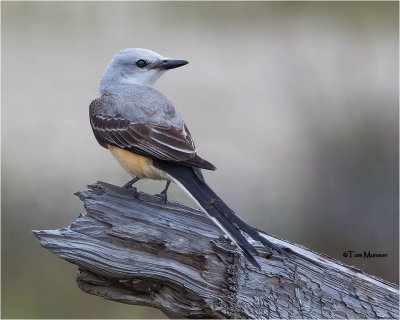  Scissor-tailed Flycatcher 