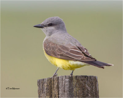 Western Kingbird