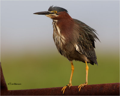 Green Heron