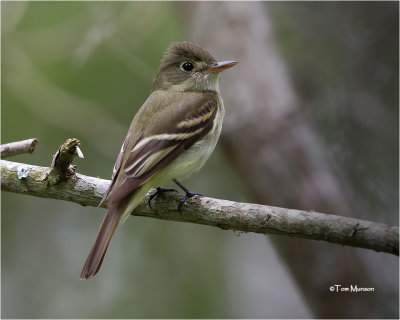 Acadian Flycatcher