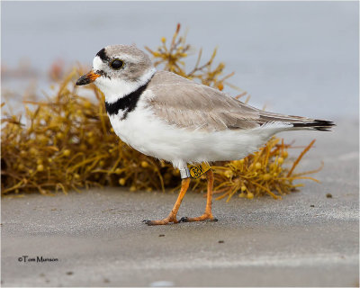 Piping Plover with license  plates